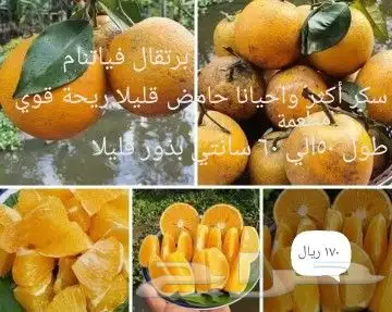 شتلات kamuting berry بلغة ملايو جنوب تايلند وماليزيا 6