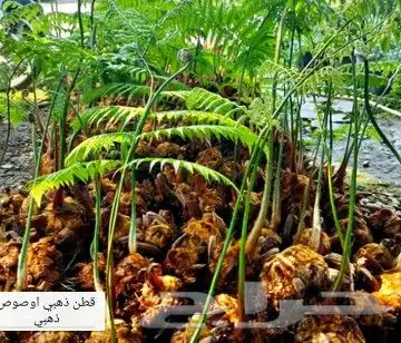 شتلات kamuting berry بلغة ملايو جنوب تايلند وماليزيا 47