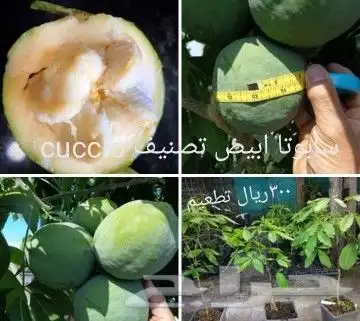 شتلات kamuting berry بلغة ملايو جنوب تايلند وماليزيا 23