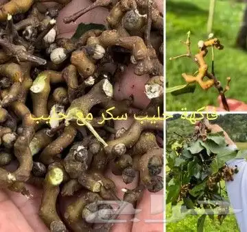 شتلات kamuting berry بلغة ملايو جنوب تايلند وماليزيا 33