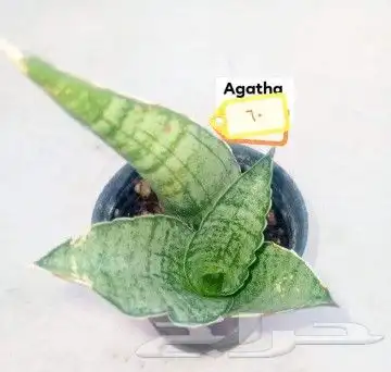 شتلات kamuting berry بلغة ملايو جنوب تايلند وماليزيا 42