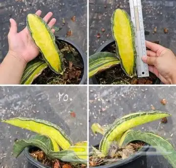 شتلات kamuting berry بلغة ملايو جنوب تايلند وماليزيا 39