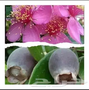 شتلات kamuting berry بلغة ملايو جنوب تايلند وماليزيا 0