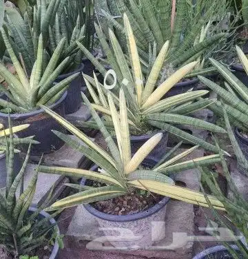 شتلات kamuting berry بلغة ملايو جنوب تايلند وماليزيا 37