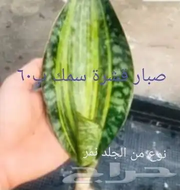 شتلات kamuting berry بلغة ملايو جنوب تايلند وماليزيا 27