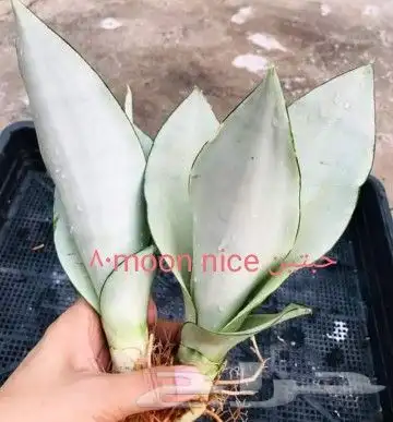 شتلات kamuting berry بلغة ملايو جنوب تايلند وماليزيا 24