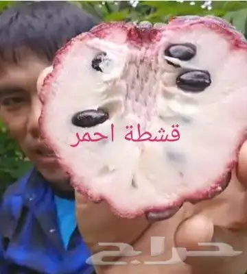 شتلات kamuting berry بلغة ملايو جنوب تايلند وماليزيا 29