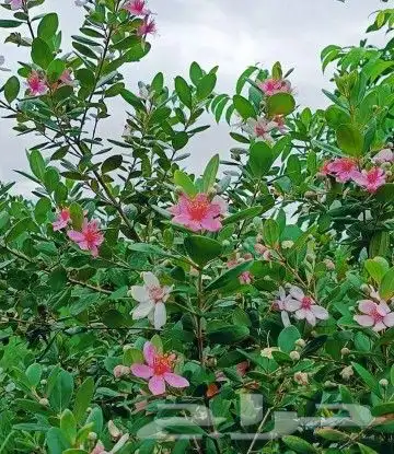 شتلات kamuting berry بلغة ملايو جنوب تايلند وماليزيا 13