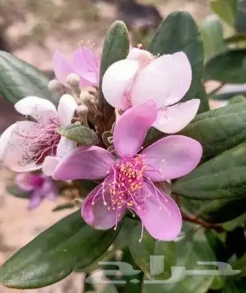 شتلات kamuting berry بلغة ملايو جنوب تايلند وماليزيا 11