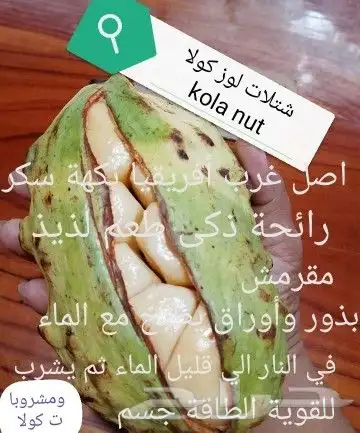 شتلات kamuting berry بلغة ملايو جنوب تايلند وماليزيا 8