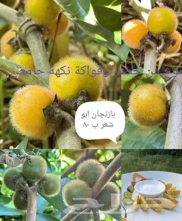 شتلات kamuting berry بلغة ملايو جنوب تايلند وماليزيا 30