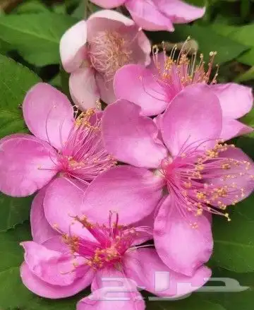 شتلات kamuting berry بلغة ملايو جنوب تايلند وماليزيا 1