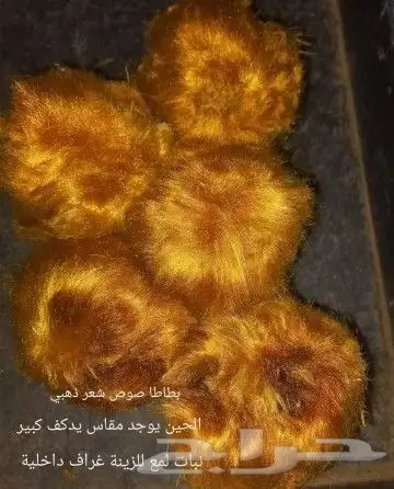 شتلات kamuting berry بلغة ملايو جنوب تايلند وماليزيا 46