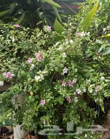 شتلات kamuting berry بلغة ملايو جنوب تايلند وماليزيا 14