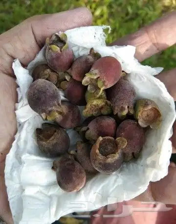 شتلات kamuting berry بلغة ملايو جنوب تايلند وماليزيا 4