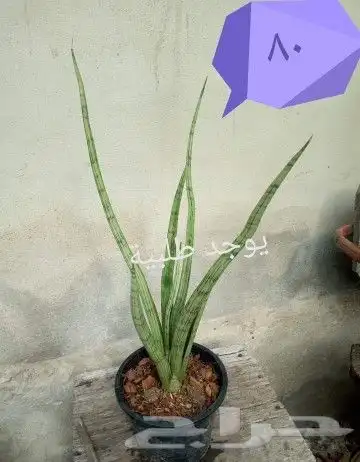 شتلات kamuting berry بلغة ملايو جنوب تايلند وماليزيا 43