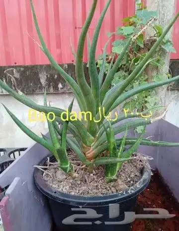 شتلات kamuting berry بلغة ملايو جنوب تايلند وماليزيا 25