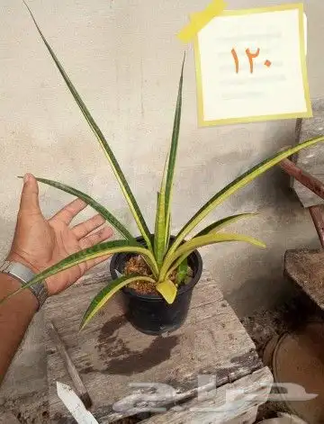 شتلات kamuting berry بلغة ملايو جنوب تايلند وماليزيا 45