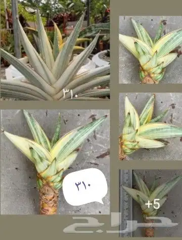 شتلات kamuting berry بلغة ملايو جنوب تايلند وماليزيا 38