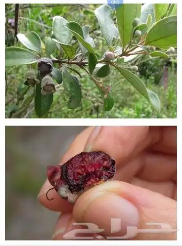 شتلات kamuting berry بلغة ملايو جنوب تايلند وماليزيا 16