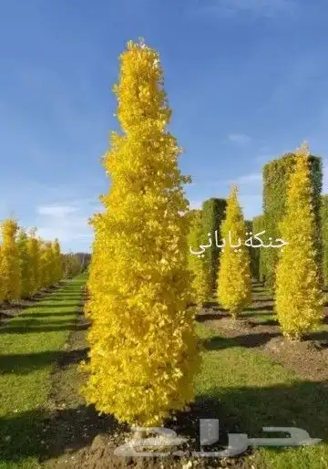 شتلات kamuting berry بلغة ملايو جنوب تايلند وماليزيا 22