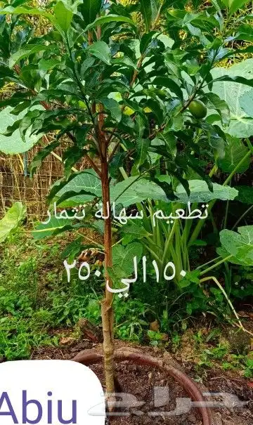 شتلات kamuting berry بلغة ملايو جنوب تايلند وماليزيا 31