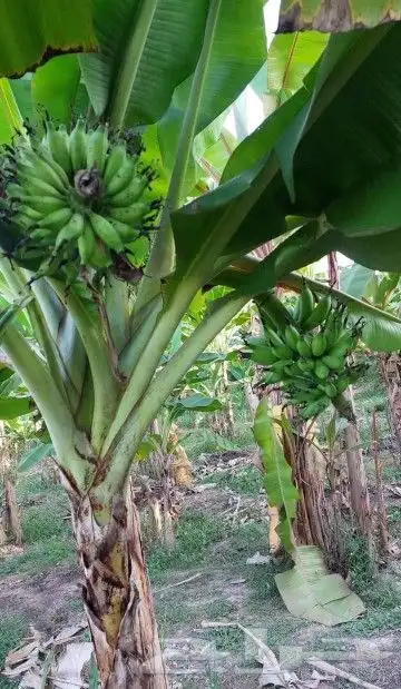 شتلات kamuting berry بلغة ملايو جنوب تايلند وماليزيا 19