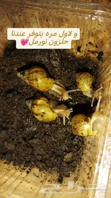 حلزونات صغيره للبيع كمية محدوده 1