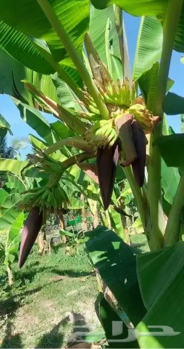 شتلات kamuting berry بلغة ملايو جنوب تايلند وماليزيا 18