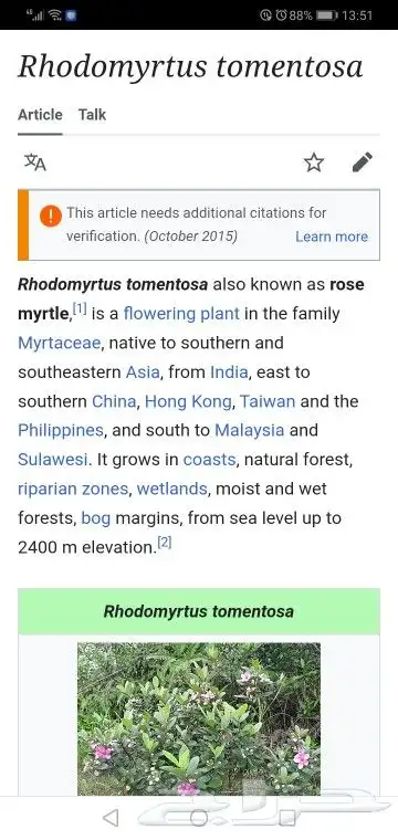 شتلات kamuting berry بلغة ملايو جنوب تايلند وماليزيا 17