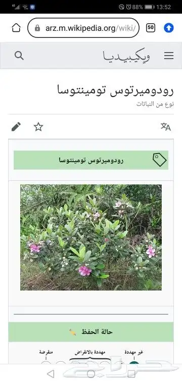 شتلات kamuting berry بلغة ملايو جنوب تايلند وماليزيا 3
