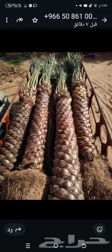 نقوم بجميع اعمال النخيل تحويض وتوريد وتو ودرس تشويك لقاح راش 0