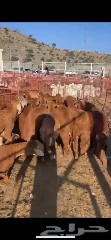 حري سواكني نجد طائفية 0