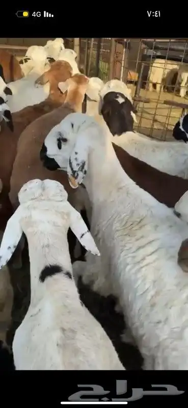 حري سواكني نجد طائفية 9