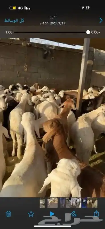 حري سواكني نجد طائفية 1