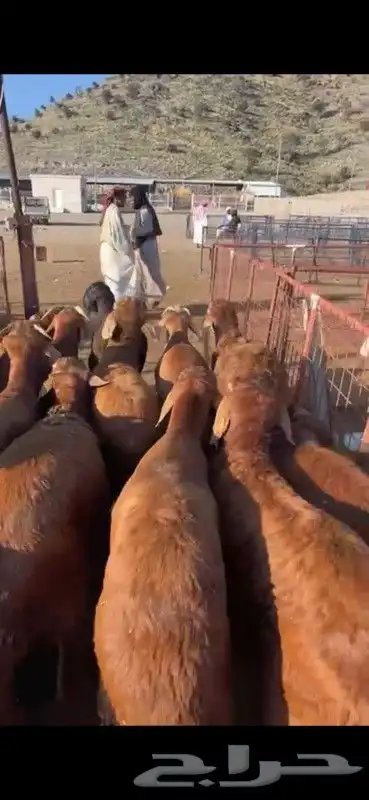 حري سواكني نجد طائفية 6