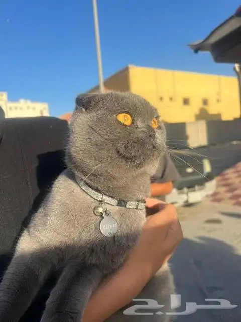 توصيل حيوانات اليفة 0