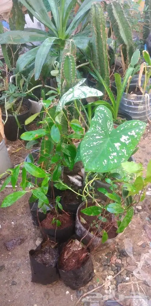 شتلات kamuting berry بلغة ملايو جنوب تايلند وماليزيا 5