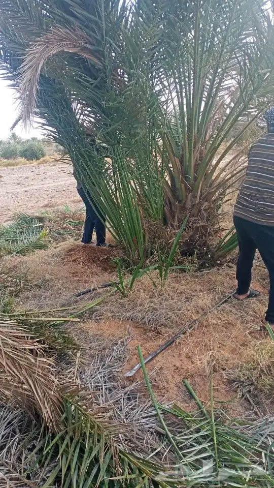 فسائل للبيع كميات فقط 7
