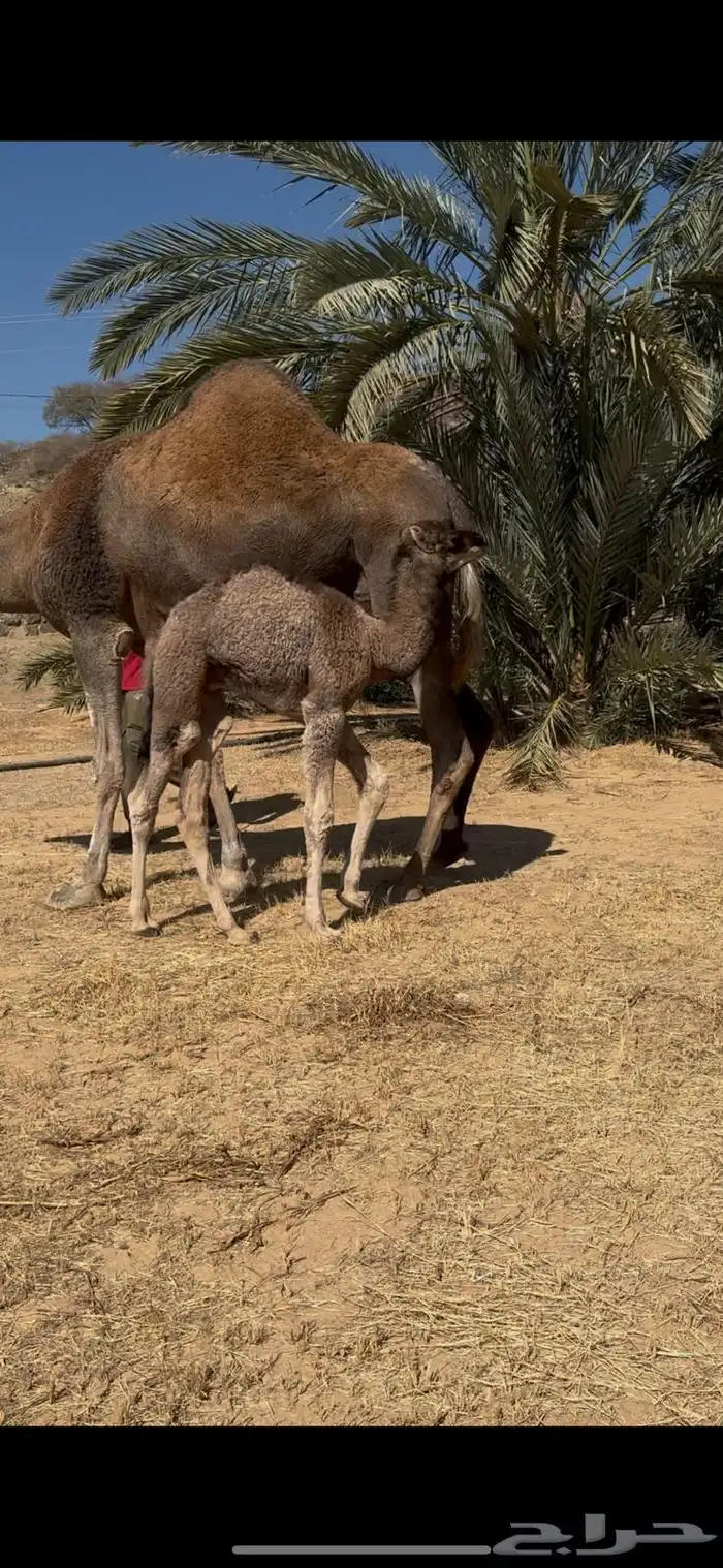 ناقة خلقة للبيع 2