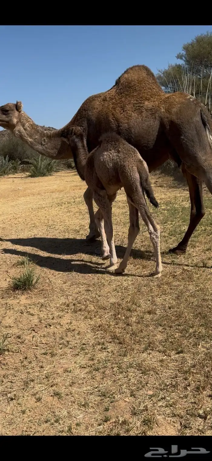 ناقة خلقة للبيع 5