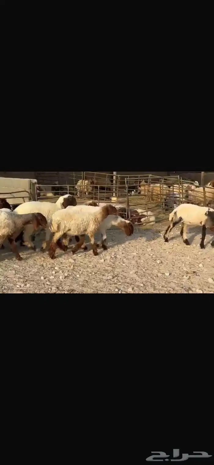 جذعات نعيم مقاني فاخره 6