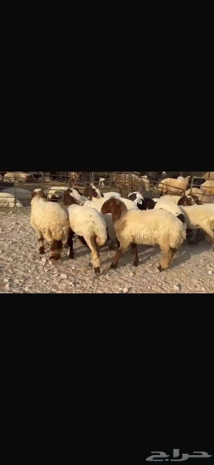 جذعات نعيم مقاني فاخره 1