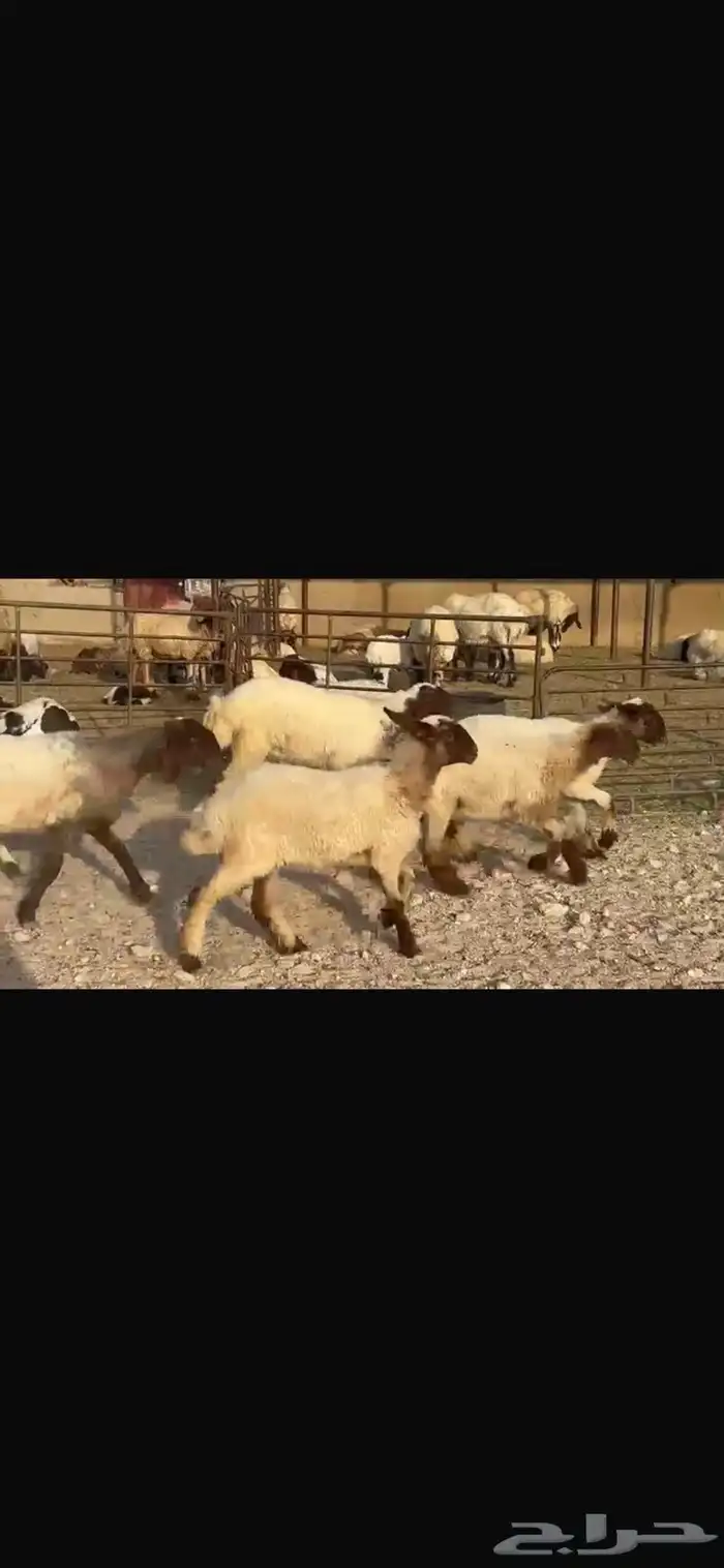جذعات نعيم مقاني فاخره 2