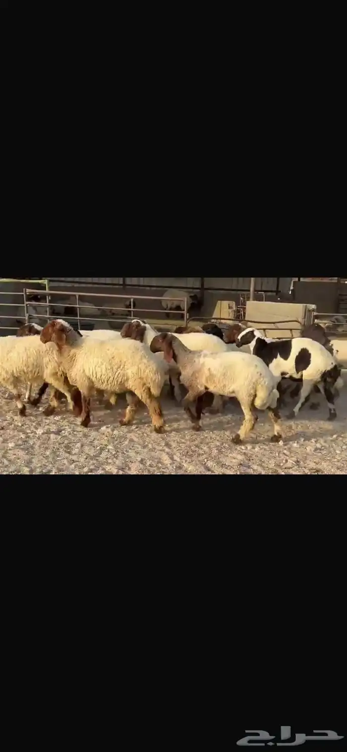 جذعات نعيم مقاني فاخره 3