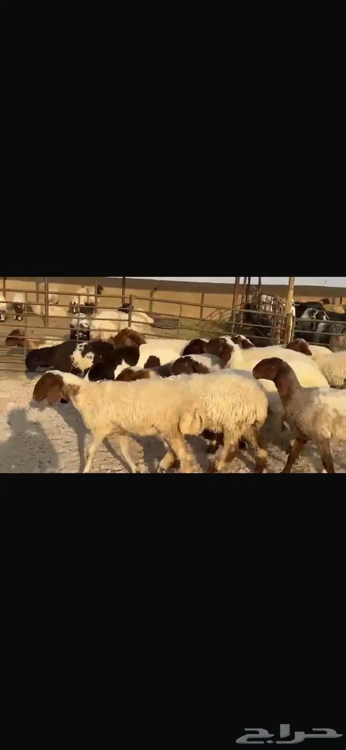 جذعات نعيم مقاني فاخره 5