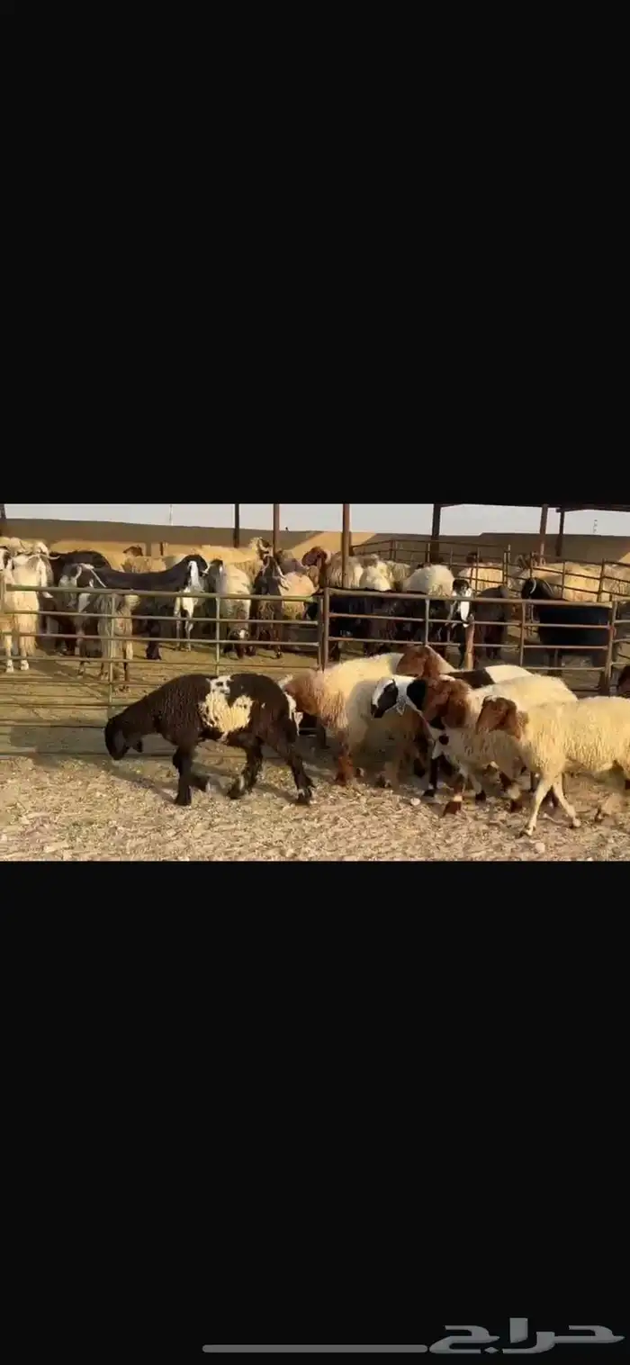 جذعات نعيم مقاني فاخره 0