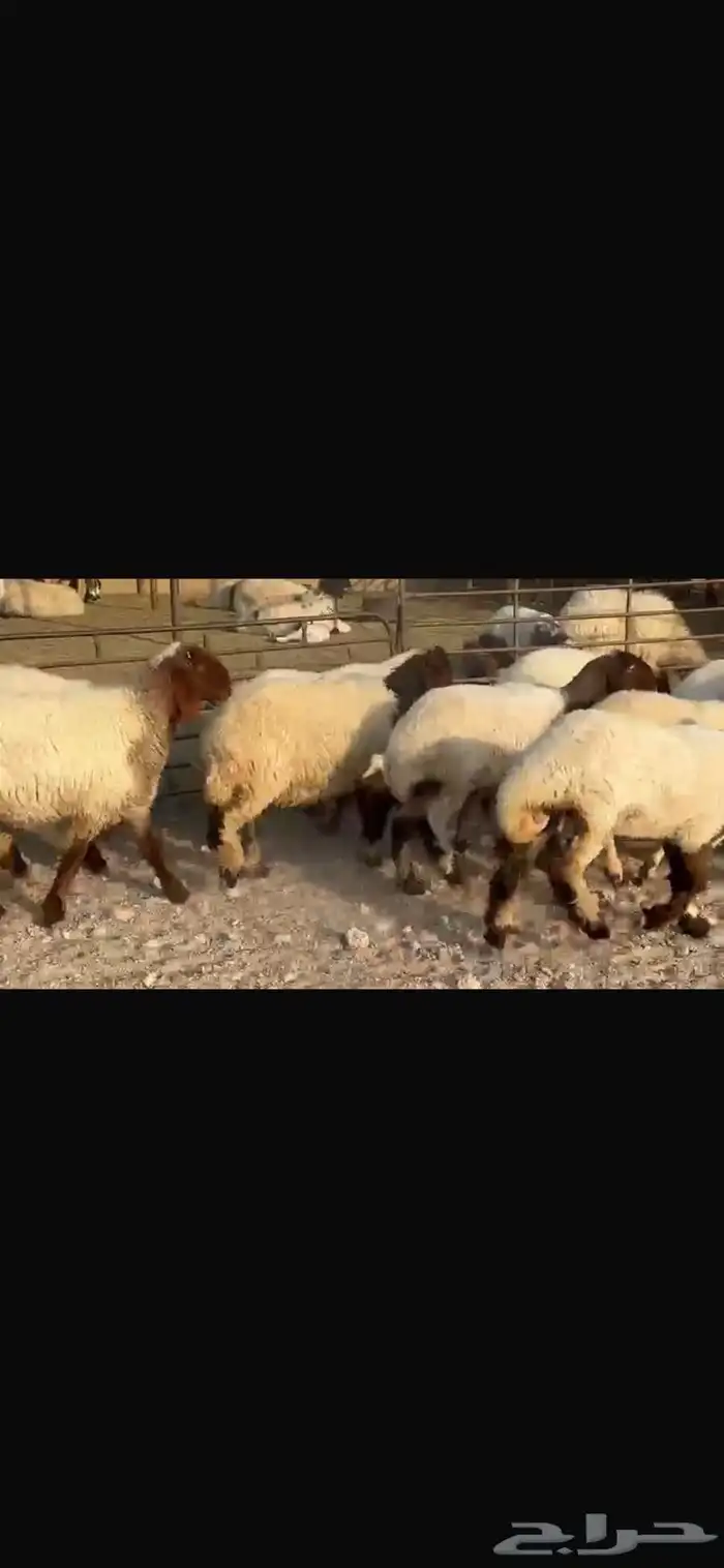جذعات نعيم مقاني فاخره 4