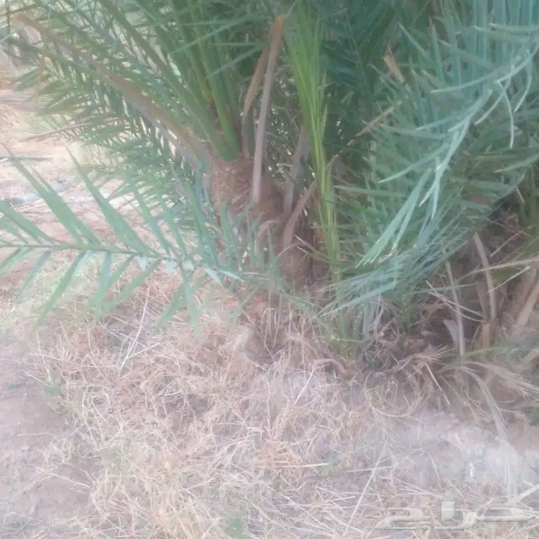 فسائل للبيع كميات فقط 8