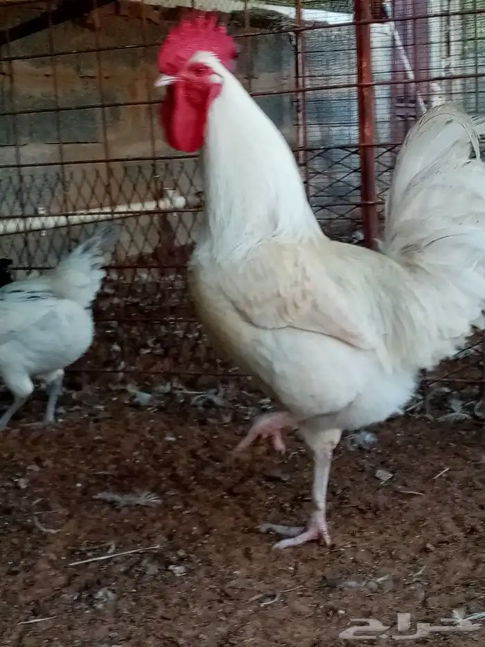 صوص دجاج للحجز انتاج خاص صور الأمهات واتساب 6